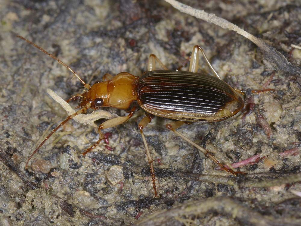 Nebria psammodes